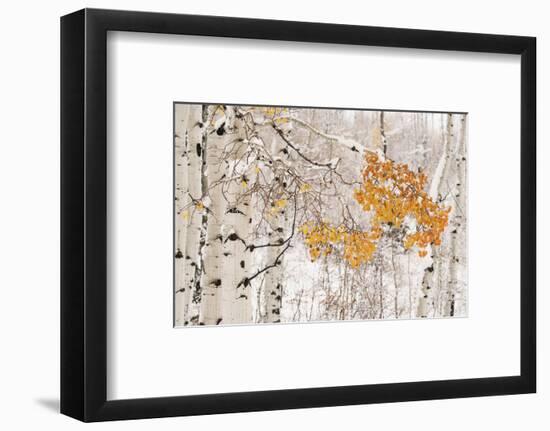 USA, Colorado, White River National Forest. Snow coats aspen trees in winter.-Jaynes Gallery-Framed Photographic Print