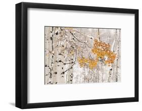 USA, Colorado, White River National Forest. Snow coats aspen trees in winter.-Jaynes Gallery-Framed Photographic Print