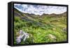 USA, Colorado. Wildflowers in American Basin in the San Juan Mountains-Dennis Flaherty-Framed Stretched Canvas