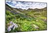 USA, Colorado. Wildflowers in American Basin in the San Juan Mountains-Dennis Flaherty-Mounted Photographic Print
