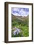 USA, Colorado. Wildflowers in American Basin in the San Juan Mountains-Dennis Flaherty-Framed Photographic Print