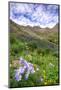 USA, Colorado. Wildflowers in American Basin in the San Juan Mountains-Dennis Flaherty-Mounted Photographic Print