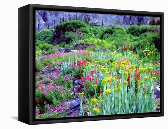 USA, Colorado, Wildflowers in Yankee Boy Basin in the Rocky Mountains-Jaynes Gallery-Framed Stretched Canvas
