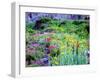 USA, Colorado, Wildflowers in Yankee Boy Basin in the Rocky Mountains-Jaynes Gallery-Framed Photographic Print