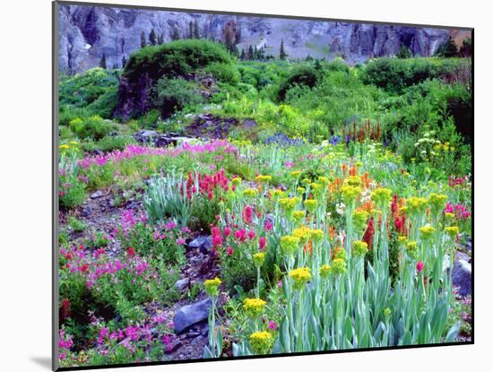 USA, Colorado, Wildflowers in Yankee Boy Basin in the Rocky Mountains-Jaynes Gallery-Mounted Photographic Print