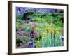 USA, Colorado, Wildflowers in Yankee Boy Basin in the Rocky Mountains-Jaynes Gallery-Framed Photographic Print