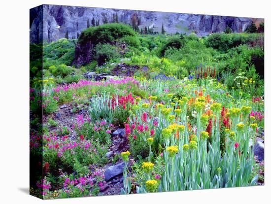 USA, Colorado, Wildflowers in Yankee Boy Basin in the Rocky Mountains-Jaynes Gallery-Stretched Canvas