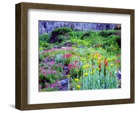 USA, Colorado, Wildflowers in Yankee Boy Basin in the Rocky Mountains-Jaynes Gallery-Framed Photographic Print