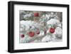 USA, Colorado, Woodland Park. Fresh snow and red ornaments on tree.-Jaynes Gallery-Framed Photographic Print