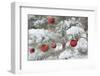 USA, Colorado, Woodland Park. Fresh snow and red ornaments on tree.-Jaynes Gallery-Framed Photographic Print