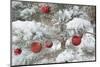 USA, Colorado, Woodland Park. Fresh snow and red ornaments on tree.-Jaynes Gallery-Mounted Photographic Print