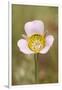 USA, Colorado, Woodland Park. Mariposa lily close-up.-Jaynes Gallery-Framed Photographic Print