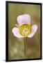 USA, Colorado, Woodland Park. Mariposa lily close-up.-Jaynes Gallery-Framed Photographic Print