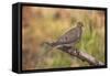 USA, Colorado, Woodland Park. Mourning dove on branch-Don Grall-Framed Stretched Canvas