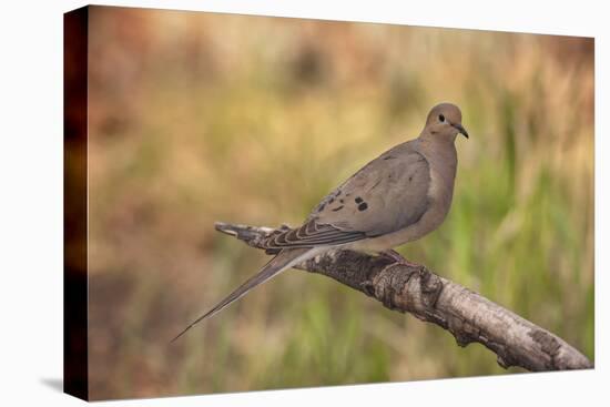 USA, Colorado, Woodland Park. Mourning dove on branch-Don Grall-Stretched Canvas