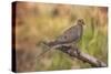 USA, Colorado, Woodland Park. Mourning dove on branch-Don Grall-Stretched Canvas