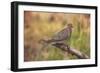 USA, Colorado, Woodland Park. Mourning dove on branch-Don Grall-Framed Photographic Print