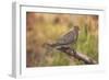 USA, Colorado, Woodland Park. Mourning dove on branch-Don Grall-Framed Photographic Print