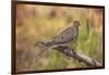 USA, Colorado, Woodland Park. Mourning dove on branch-Don Grall-Framed Photographic Print