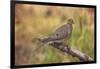 USA, Colorado, Woodland Park. Mourning dove on branch-Don Grall-Framed Photographic Print