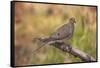 USA, Colorado, Woodland Park. Mourning dove on branch-Don Grall-Framed Stretched Canvas