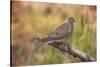 USA, Colorado, Woodland Park. Mourning dove on branch-Don Grall-Stretched Canvas