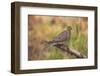 USA, Colorado, Woodland Park. Mourning dove on branch-Don Grall-Framed Photographic Print