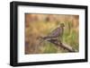 USA, Colorado, Woodland Park. Mourning dove on branch-Don Grall-Framed Photographic Print