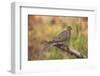 USA, Colorado, Woodland Park. Mourning dove on branch-Don Grall-Framed Photographic Print