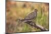 USA, Colorado, Woodland Park. Mourning dove on branch-Don Grall-Mounted Photographic Print