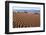 USA, Death Valley National Park, Mesquite Flat Sand Dunes-Catharina Lux-Framed Photographic Print