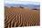 USA, Death Valley National Park, Mesquite Flat Sand Dunes-Catharina Lux-Mounted Photographic Print