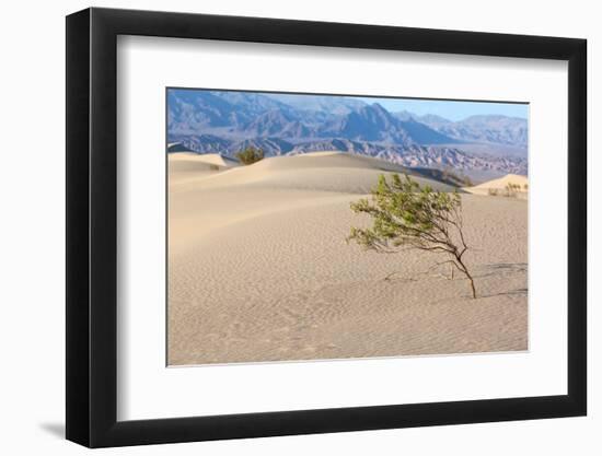 USA, Death Valley National Park, Mesquite Flat Sand Dunes-Catharina Lux-Framed Photographic Print