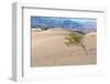 USA, Death Valley National Park, Mesquite Flat Sand Dunes-Catharina Lux-Framed Photographic Print