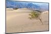 USA, Death Valley National Park, Mesquite Flat Sand Dunes-Catharina Lux-Mounted Photographic Print