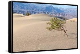 USA, Death Valley National Park, Mesquite Flat Sand Dunes-Catharina Lux-Framed Stretched Canvas