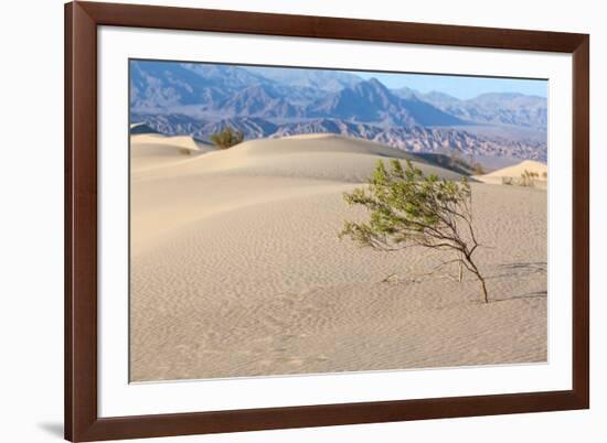 USA, Death Valley National Park, Mesquite Flat Sand Dunes-Catharina Lux-Framed Photographic Print