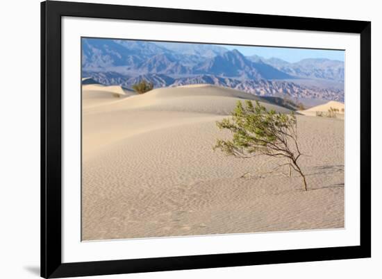 USA, Death Valley National Park, Mesquite Flat Sand Dunes-Catharina Lux-Framed Photographic Print