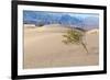 USA, Death Valley National Park, Mesquite Flat Sand Dunes-Catharina Lux-Framed Photographic Print