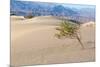 USA, Death Valley National Park, Mesquite Flat Sand Dunes-Catharina Lux-Mounted Photographic Print