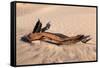 USA, Death Valley National Park, Root in Sand-Catharina Lux-Framed Stretched Canvas