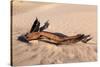 USA, Death Valley National Park, Root in Sand-Catharina Lux-Stretched Canvas