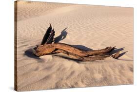 USA, Death Valley National Park, Root in Sand-Catharina Lux-Stretched Canvas