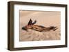 USA, Death Valley National Park, Root in Sand-Catharina Lux-Framed Photographic Print