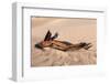 USA, Death Valley National Park, Root in Sand-Catharina Lux-Framed Photographic Print