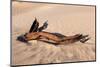 USA, Death Valley National Park, Root in Sand-Catharina Lux-Mounted Photographic Print