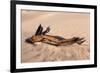 USA, Death Valley National Park, Root in Sand-Catharina Lux-Framed Photographic Print