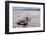 USA, Death Valley National Park, Salt Creek-Catharina Lux-Framed Photographic Print