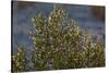 USA, Death Valley National Park, Shrub-Catharina Lux-Stretched Canvas