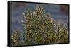 USA, Death Valley National Park, Shrub-Catharina Lux-Framed Stretched Canvas